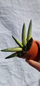 Sanseviera Boncel variegated