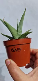 Sanseviera Cinta