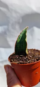 Sanseviera Cleopatra