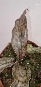 Sanseviera kirkii coppertone