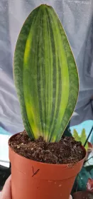 Sanseviera masoniana yellow variegated