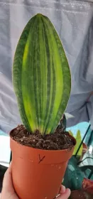 Sanseviera masoniana yellow variegated 