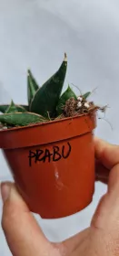 Sanseviera Prabu
