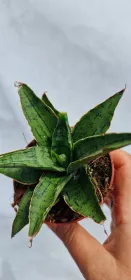 Sanseviera Snowflake