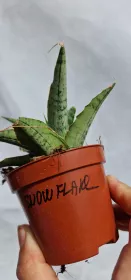 Sanseviera Snowflake