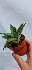 Sanseviera Snowflake 