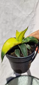 Sanseviera Star Canary