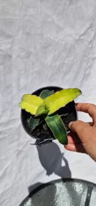 Sanseviera Star Canary