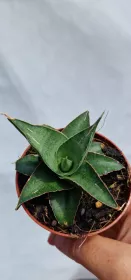 Sanseviera Tower gray
