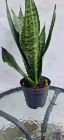 Sanseviera Trifasciata Larenzi
