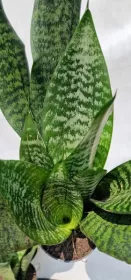Sanseviera Trifasciata Larenzi