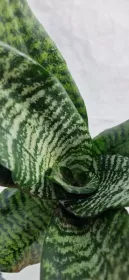 Sanseviera Trifasciata Larenzi