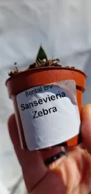 Sanseviera Zebra