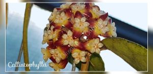 Hoya callistophylla 