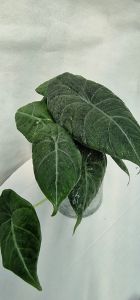 Alocasia Maharani