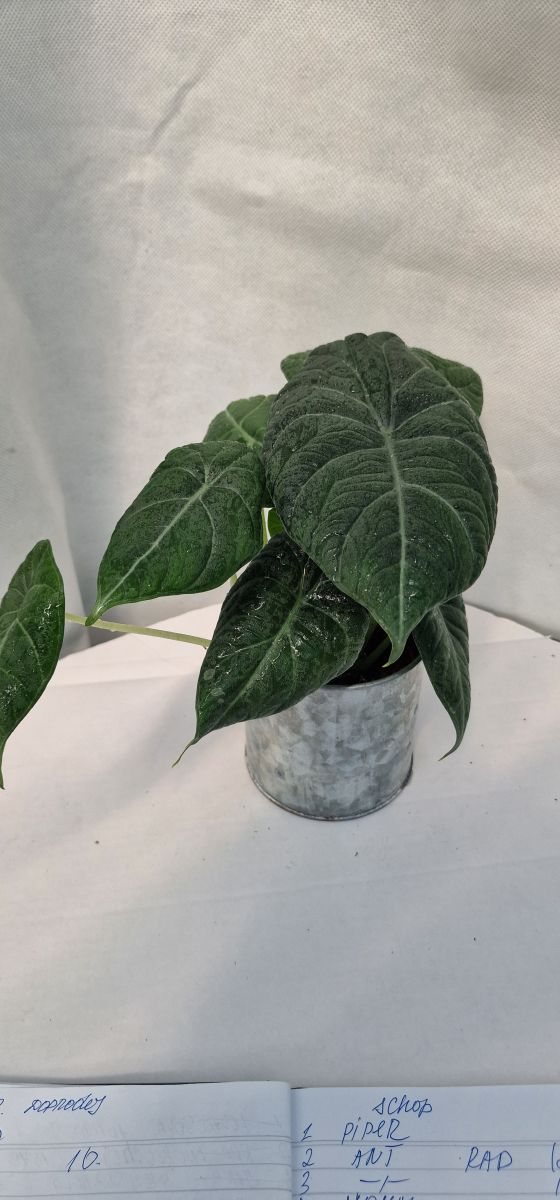 Alocasia Maharani