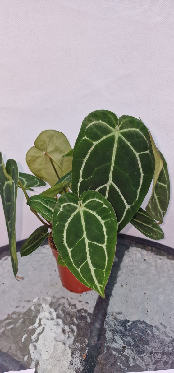 Anthurium Crystalinum