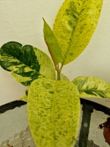 Ficus Elastica shivereana