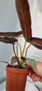 Philodendron atabapoense