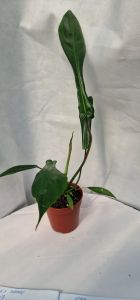  Philodendron Joeppii