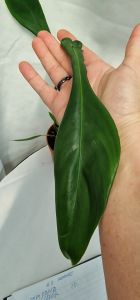 Philodendron Joeppii