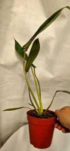 Philodendron Joeppii