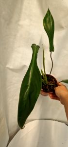 Philodendron Joeppii