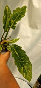 Philodendron Ring of fire