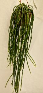 Rhipsalis paradoxa 'Minor'