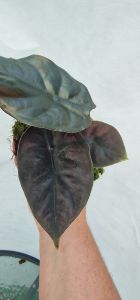 Alocasia Black Magic