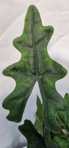 Alocasia Jacklyn 