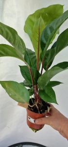 Anthurium Plowmanii