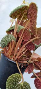 Begonia bullatifolia - Begonia bullatifolia M