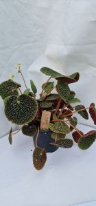 Begonia bullatifolia - Begonia bullatifolia M