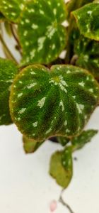 Begonia pustulata