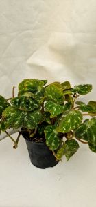 Begonia pustulata