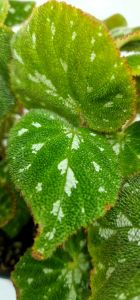 Begonia pustulata