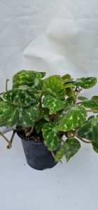 Begonia pustulata