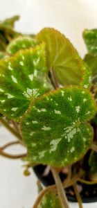 Begonia pustulata