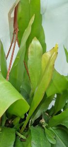 Epiphyllum Pumilum