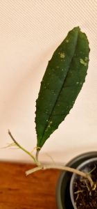 Hoya clemensiorum splash