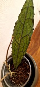 Hoya clemensiorum splash