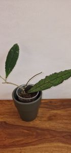 Hoya clemensiorum splash