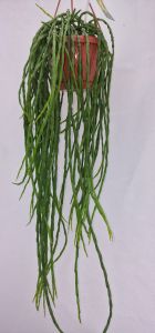 Rhipsalis paradoxa 'Minor'