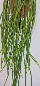 Rhipsalis paradoxa 'Minor'