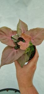 Syngonium Pink Perfection