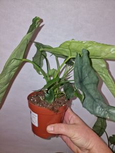 Alocasia Dragon Breath