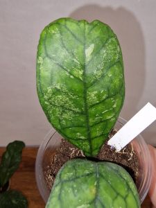 Hoya cv Surprise