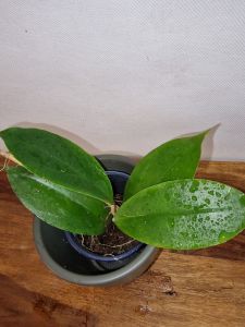 Hoya cv. Vorapol