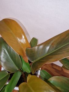 Philodendron Florida Bronze